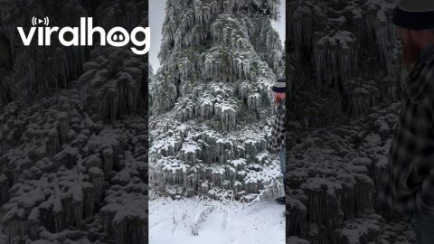 Northern Michigan Ice Storm Freezes Tree Solid || ViralHog