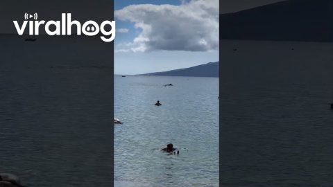 Whale Swims Close to Shore in Maui || ViralHog
