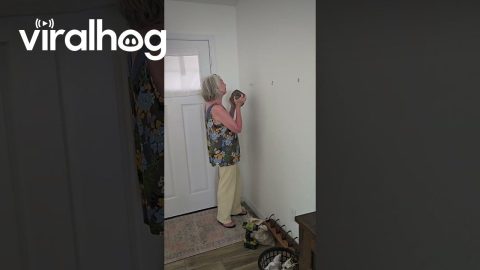 When You Can't Find Your Hammer and Mom Suggests Using a Rock || ViralHog