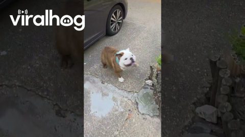 Odin the Tornado Dog Wants to Go Skateboarding || ViralHog