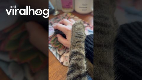 Cat Puts Pause On Computer Work || ViralHog