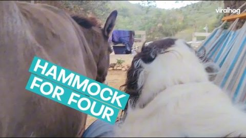 Donkeys and Dog Fit and Sit in Hammock With Human || ViralHog