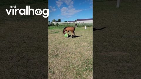 Foal Plays With His New Ball || ViralHog