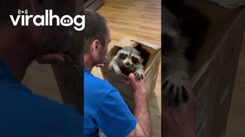 Kevin the Raccoon Loves Kisses || ViralHog