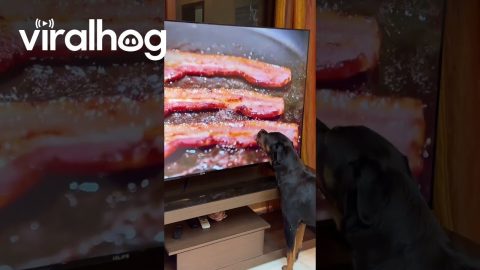 Rottweiler Tries To Lick Bacon On Screen || ViralHog