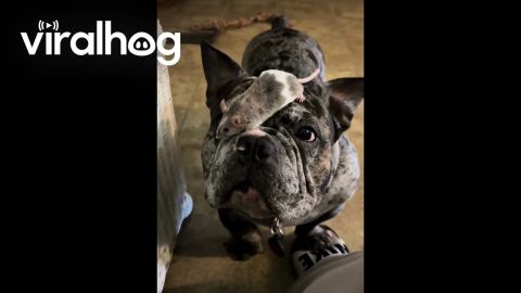 French Bulldog Balances Mouse Sibling On Nose || ViralHog