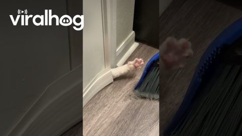 Trapped Cat Knocks On Broom For Help || ViralHog