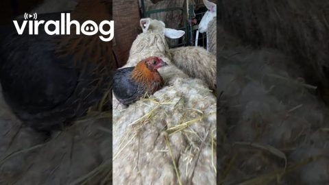 Chicken's Symbiotic Relationship With Sheep || ViralHog