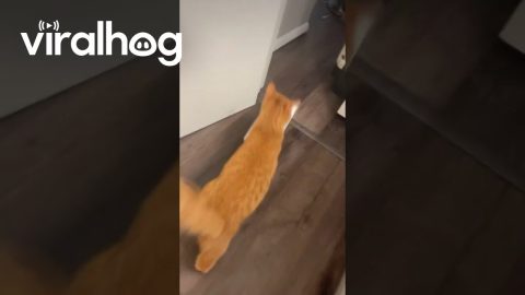 Milo Takes the Last Roll || ViralHog