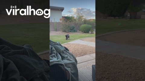 Bird Dog Is Unbothered by Bird's Taunts || ViralHog