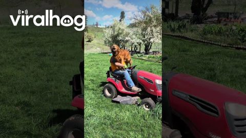 First Mow of the Year || ViralHog