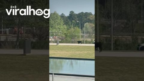 Runaway Cow On Scenic Tour Through North Houston || ViralHog