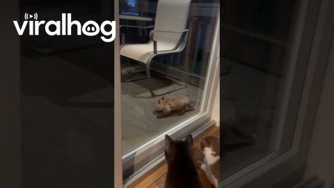 Cats Observe Curious Baby Fox || ViralHog