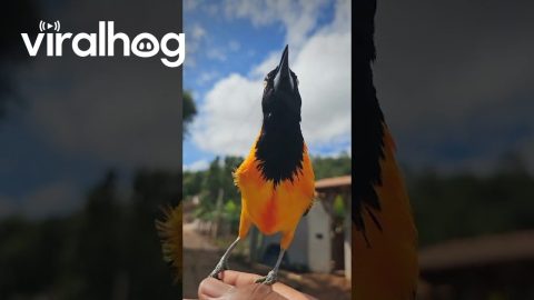 Venezuelan Troupial Sings || ViralHog