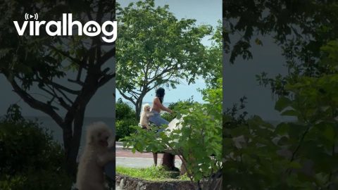 Dog Sits Tandem On Bike || ViralHog