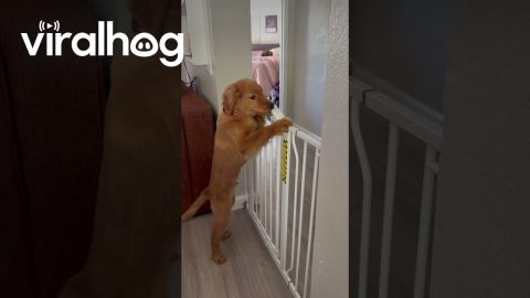Baby Gate is No Match for Golden Pup || ViralHog