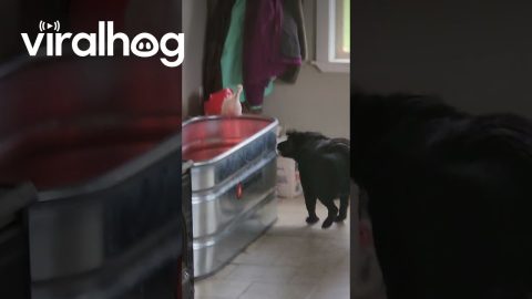 Lab Boops Bird Back Into Bucket || ViralHog