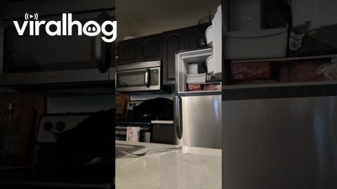 Cat Opens Freezer Door || ViralHog