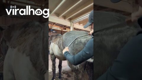 De-Shedding a Horse || ViralHog