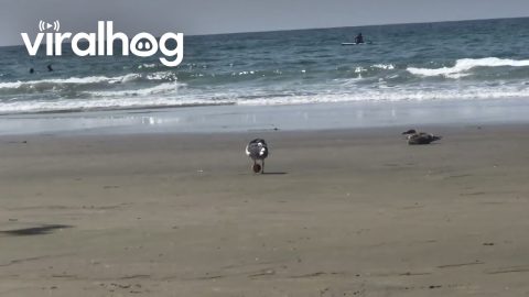 Seagull Playing Soccer || ViralHog