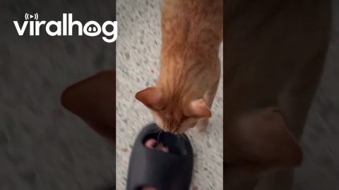 Cheddar Cat Tries To Stop Owner's Singing || ViralHog