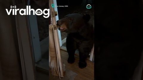 Black Bear Closes Door With Mouth || ViralHog