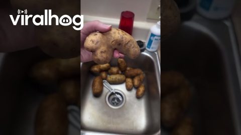 This Potato Looks a Little Different... || ViralHog