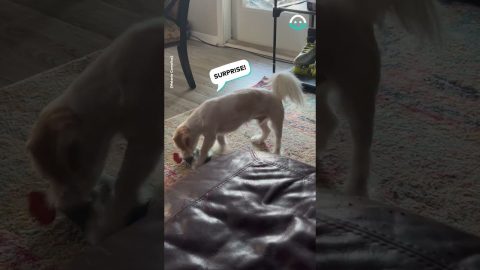 Dog Completely Misses Couch || ViralHog