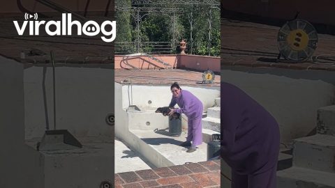 Pup Prepares To Swim In Empty Pool || ViralHog