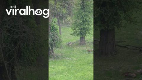 Deer Plays With Hammock || ViralHog
