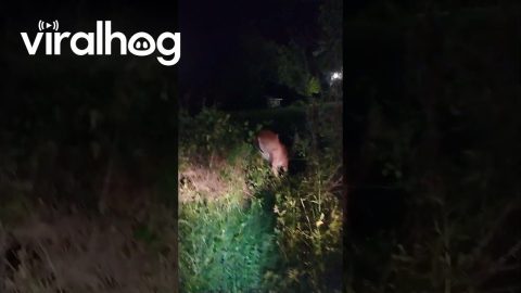 Herd on the Run and One Deer Needed Help || ViralHog