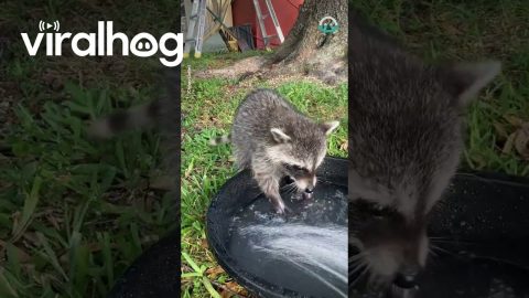 Cute Little Raccoon Plays With Water || ViralHog