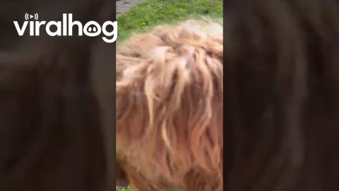 Easter Squirrel Drops Money From Egg || ViralHog