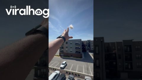 Bird Grabs Falling Dog Fur For Nest || ViralHog