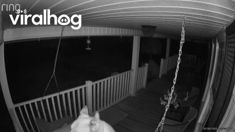 Dog Goes For A Midnight Swing On Porch || ViralHog