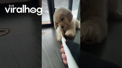 Golden Retriever Does Battle With Sonic Toothbrush || ViralHog