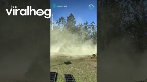 Fallen Tree Releases Huge Cloud of Pollen || ViralHog
