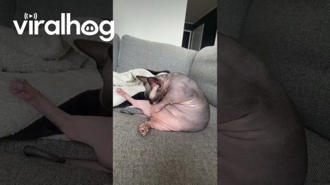 Corpulent Bambino Cat Has Couch Groom Session || ViralHog