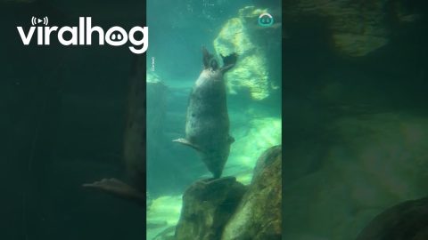Seal Spins Upside Down Just For Fun || ViralHog