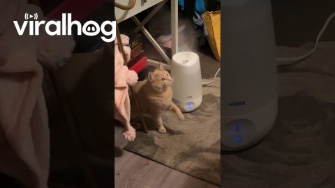 Orange Cat Discovers Humidifier Steam || ViralHog