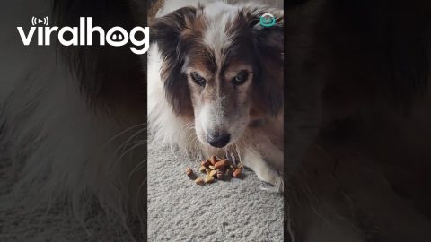 Dieting Dog Sneaks Snacks in Mouth || ViralHog