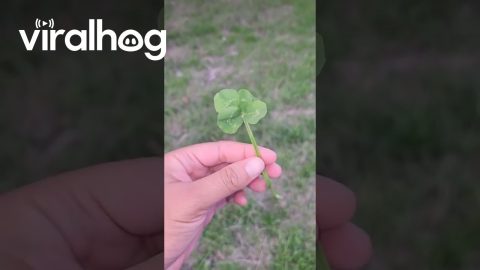 The Luckiest Clover || ViralHog