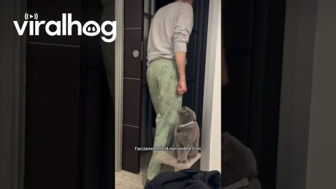Pretending To Not See The Cat || ViralHog