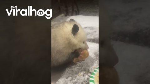 Possum Eating a Pancake in the Snow || ViralHog