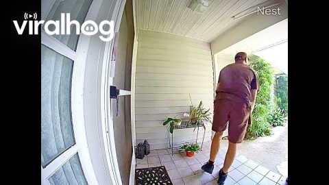 Dog Surprises UPS Worker || ViralHog