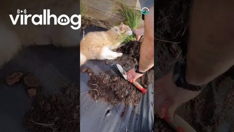 Orange Cat Attacks Plants And Takes A Nap || ViralHog