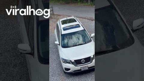 Curious Bear Cub Climbs Into Car || ViralHog