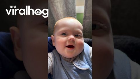 Ginger Baby Purrs || ViralHog