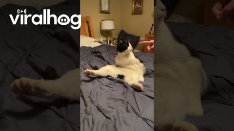 Many-Toed Cat Sits in a Funny Way || ViralHog
