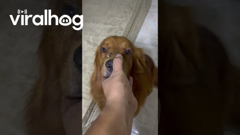 Kobe the Golden Retriever and His New Friend Lizard || ViralHog